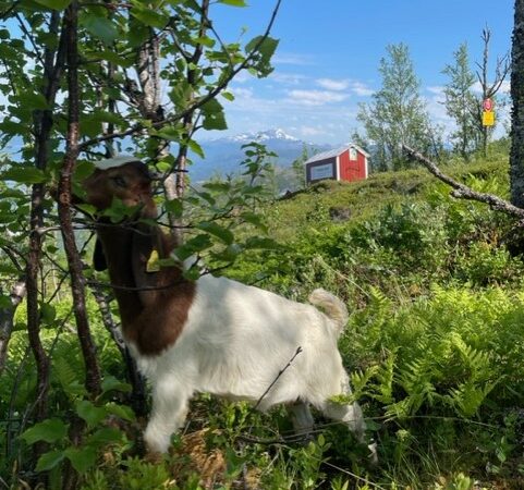 Kje på fjellet